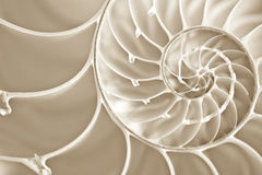 de-spiraal-van-fibbonachi-nautilus-shell-7015319